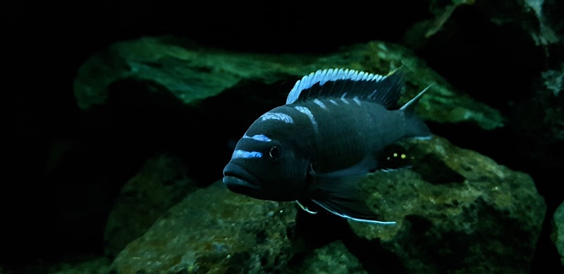 Cynotilapia zebroides 'Ndonga (Deep)'